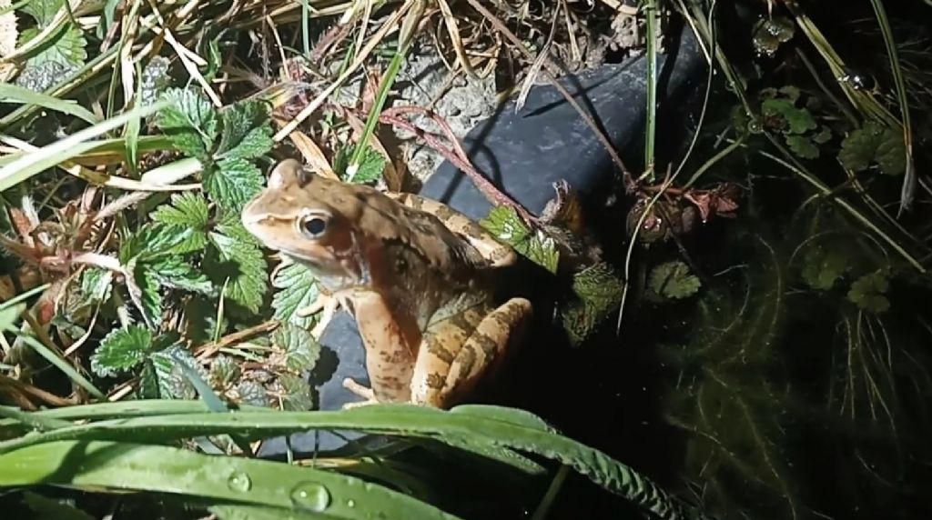 Piccolo stagno nel giardino